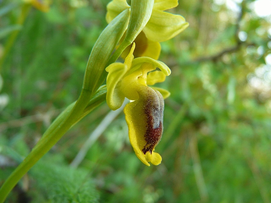 Ophrys phryganae